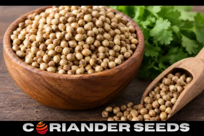 Coriander seeds benefits and uses